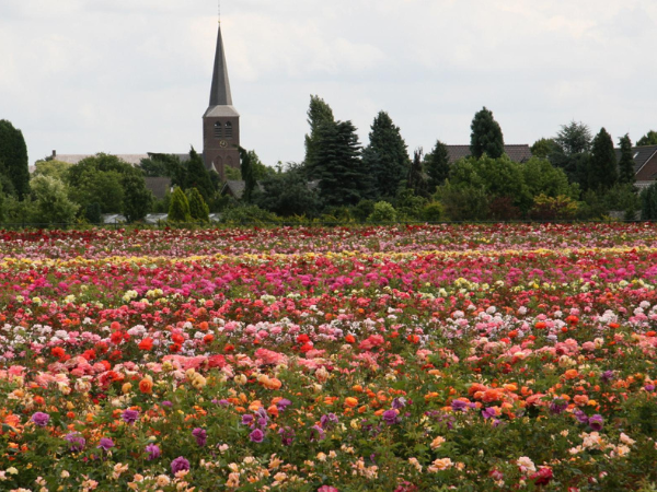 Schravenpad-Limburgse Peel